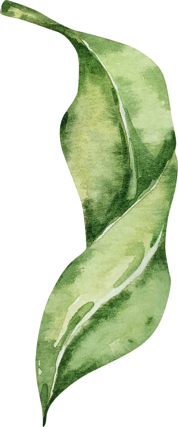Watercolor green leaf of lemon tree
